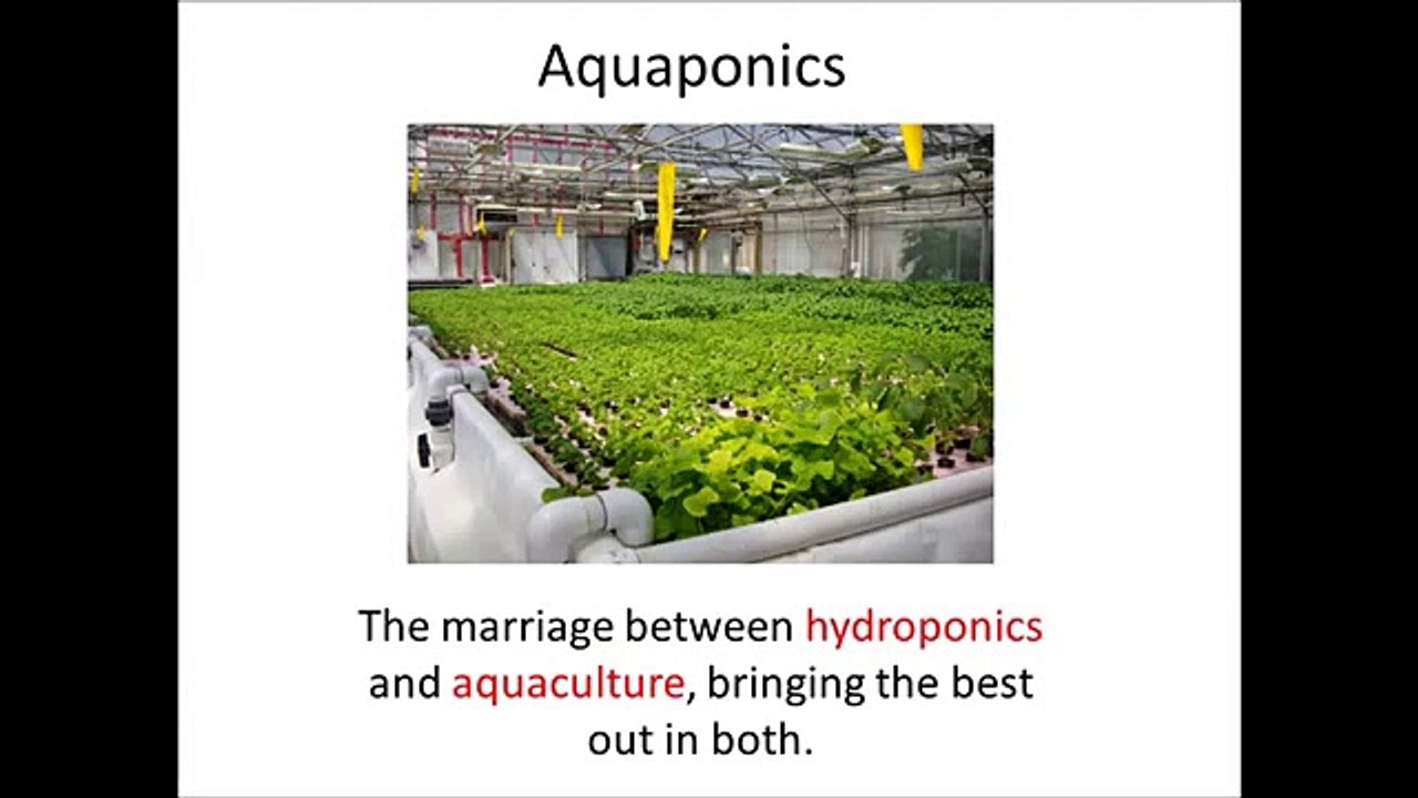 Easy diy aquaponics Honest & Real Review | What is Easy diy aquaponics