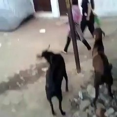 Crazy Goat Attacks People, Brazil