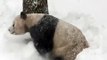 National Zoo - Tian Tian woke up this morning to a lot of snow, and he was pretty excited about it.