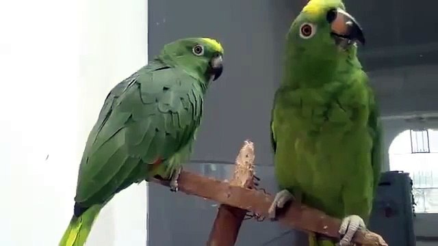 Пьяный дуэт попугаев. Умереть - не встать