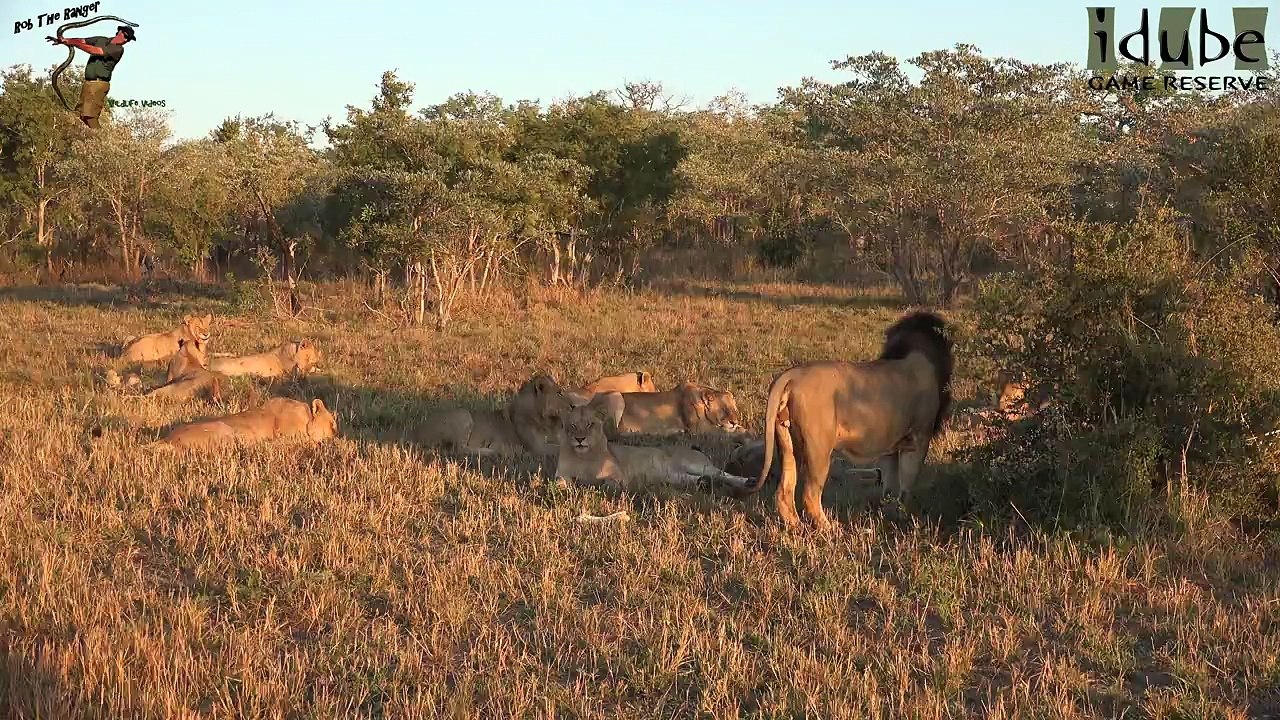 Mangheni Pride: The Other Mapogo Daughters, Part 9