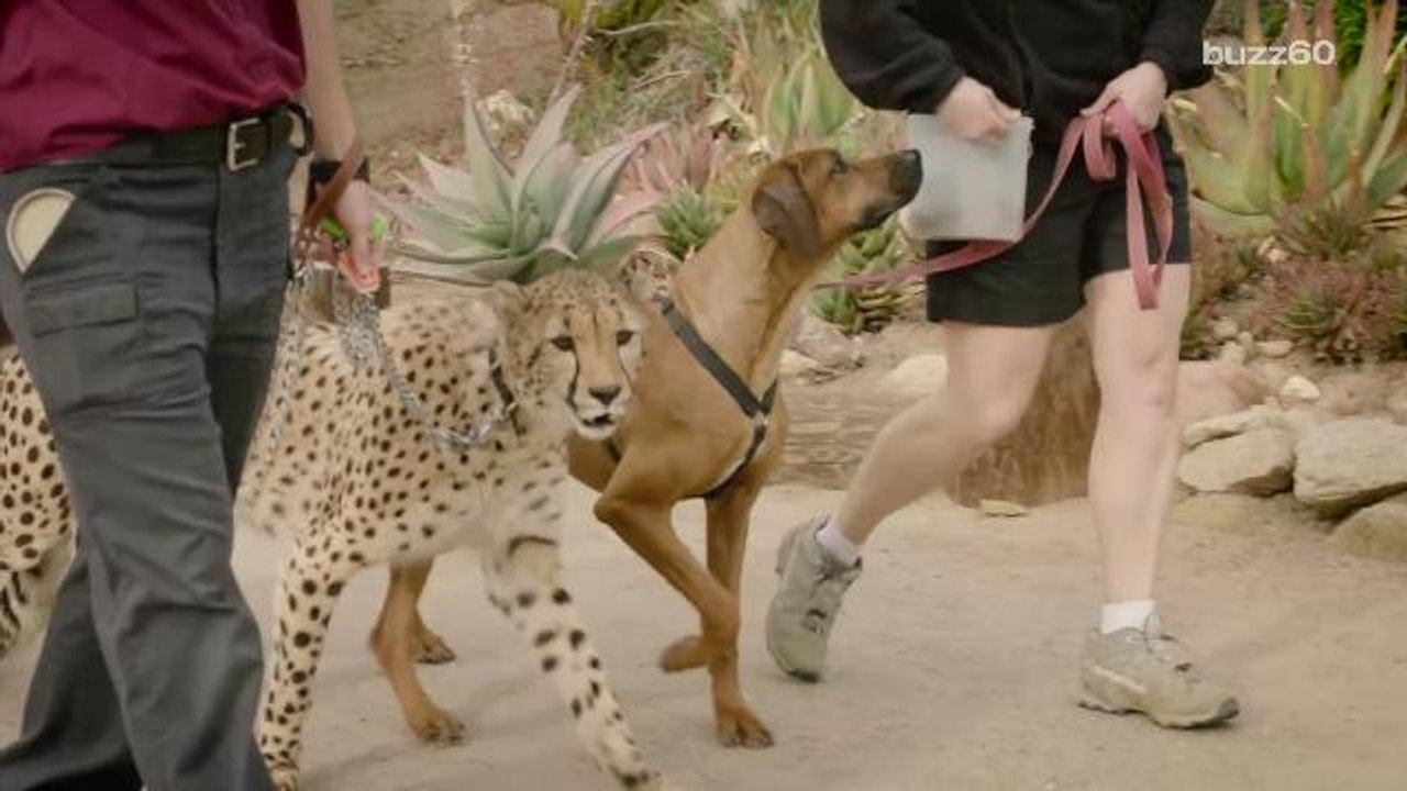 Cheetah and dog race in epic video to see who's faster