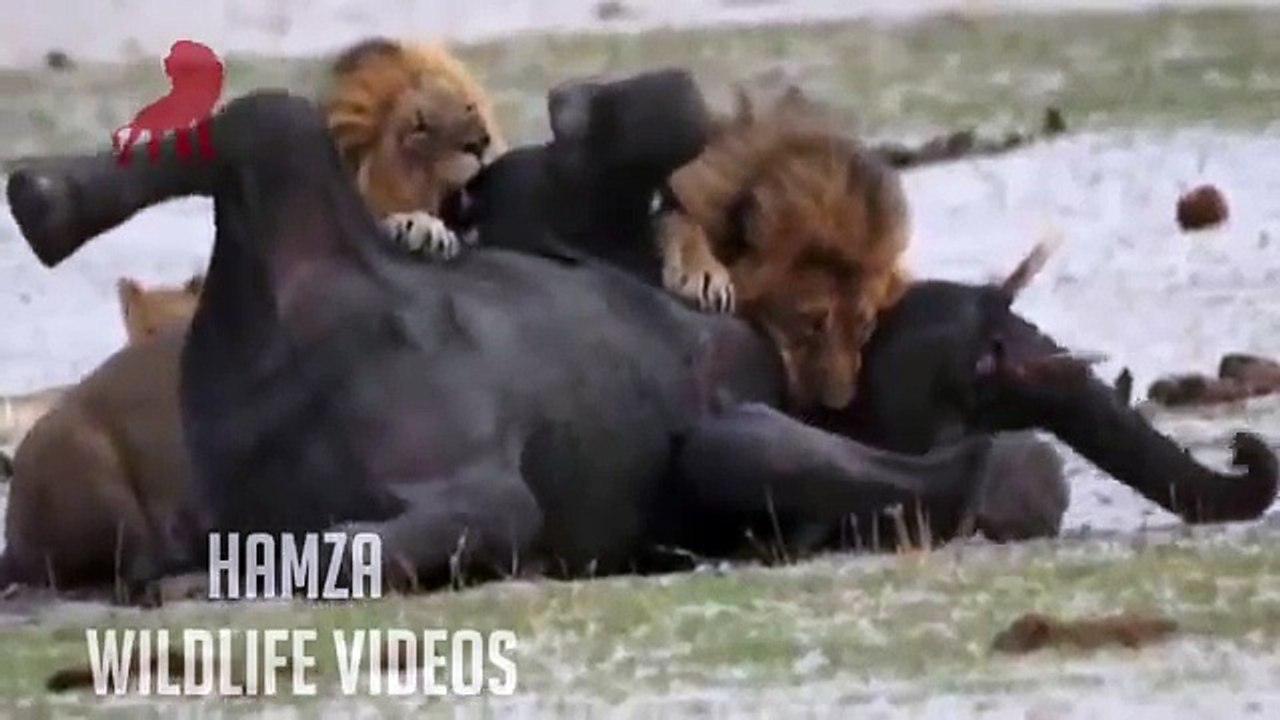 Lion Attacks Elephant Brutal Kill