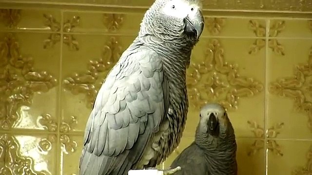 African Grey parrots bedtime noises!