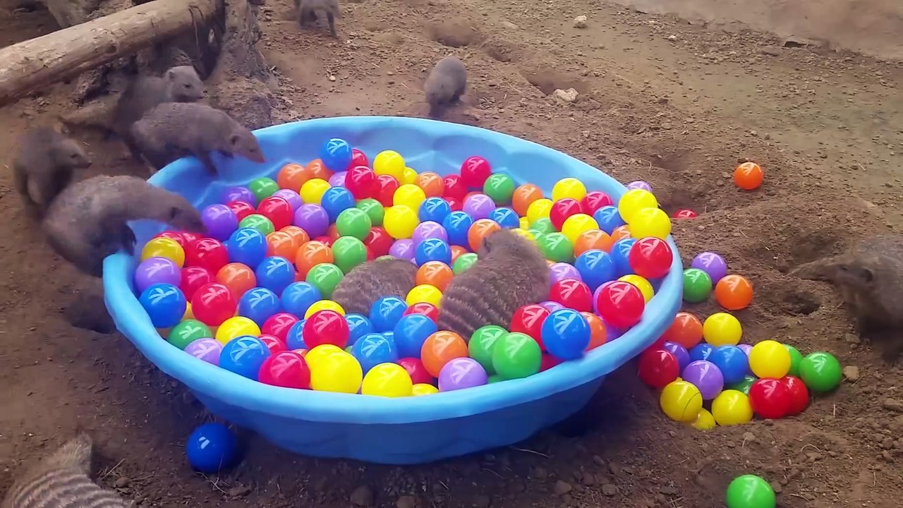 Ball Pit + Mongooses = Awesome