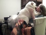 Pearl the Samoyed is a Lap Dog