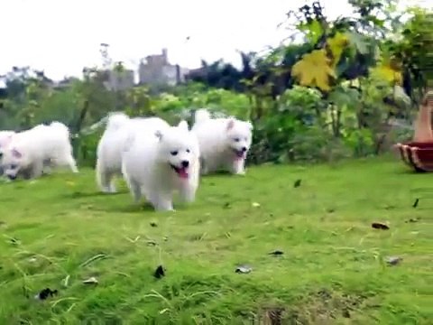 Puppy Love - Samoyed Puppies