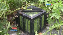 Квадратные арбузы Японии - Square watermelons Japan - 四角スイカ