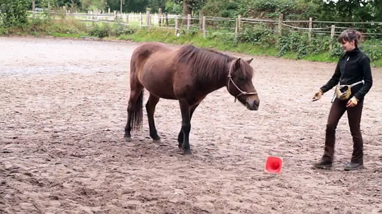 Apportieren (Anfänge) / Clickertraining Pferd
