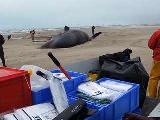 Autopsie du cachalot échoué sur la plage de Marck