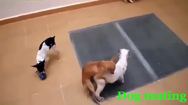 Funny Animals 2016 New Funny Dog Mating with Human Best Funny Video Animals Mating 2016 (FULL HD)