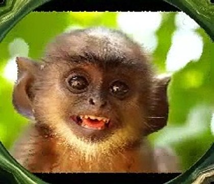 #‎Hooponopono: Cuento - Los monos - Quién maneja nuestros pensamientos