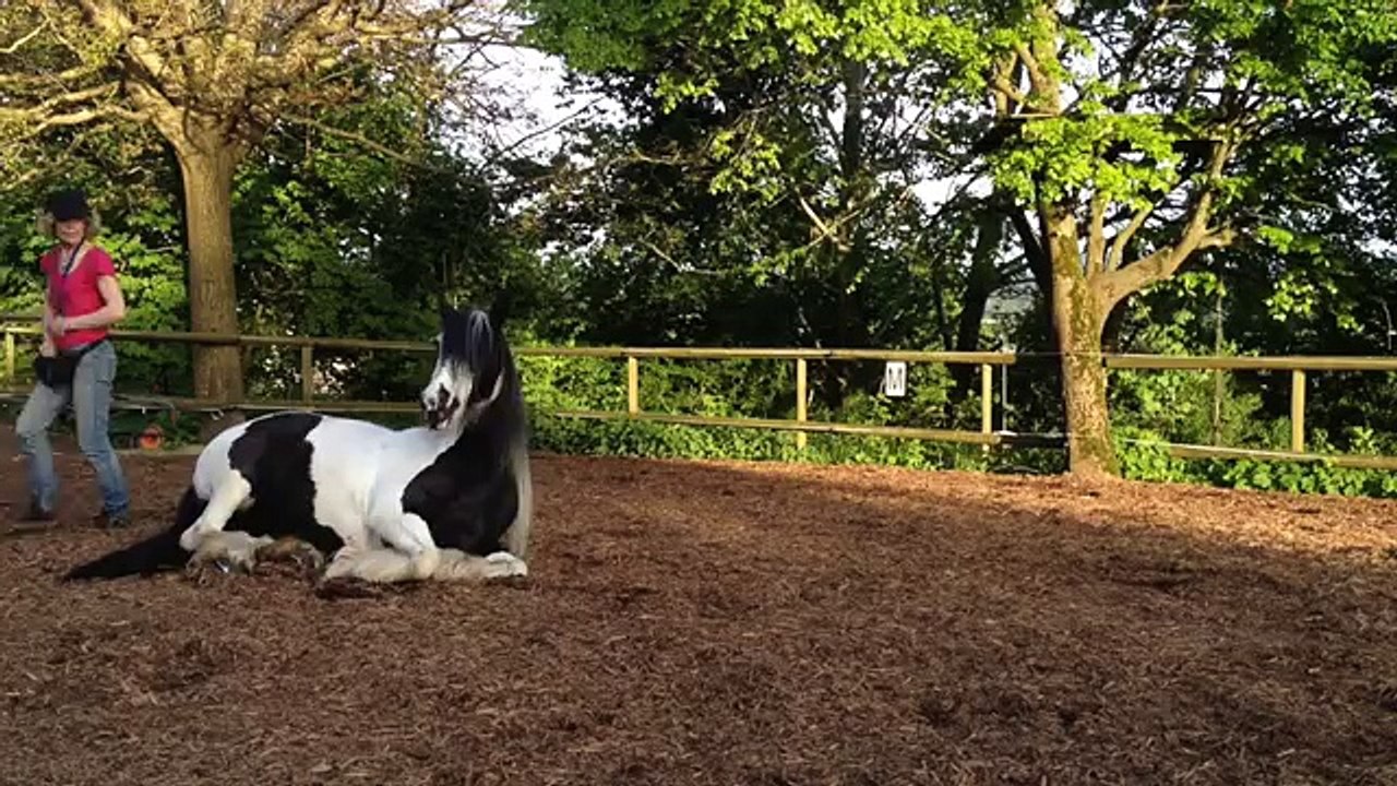 Zirkuslektionen/ Clickertraining mit Pferden Inya Lektionen Teil 1