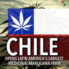 Chile Opens Latin America's Largest Medicinal Marijuana Farm