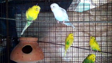 Budgerigar Family Quarrel.