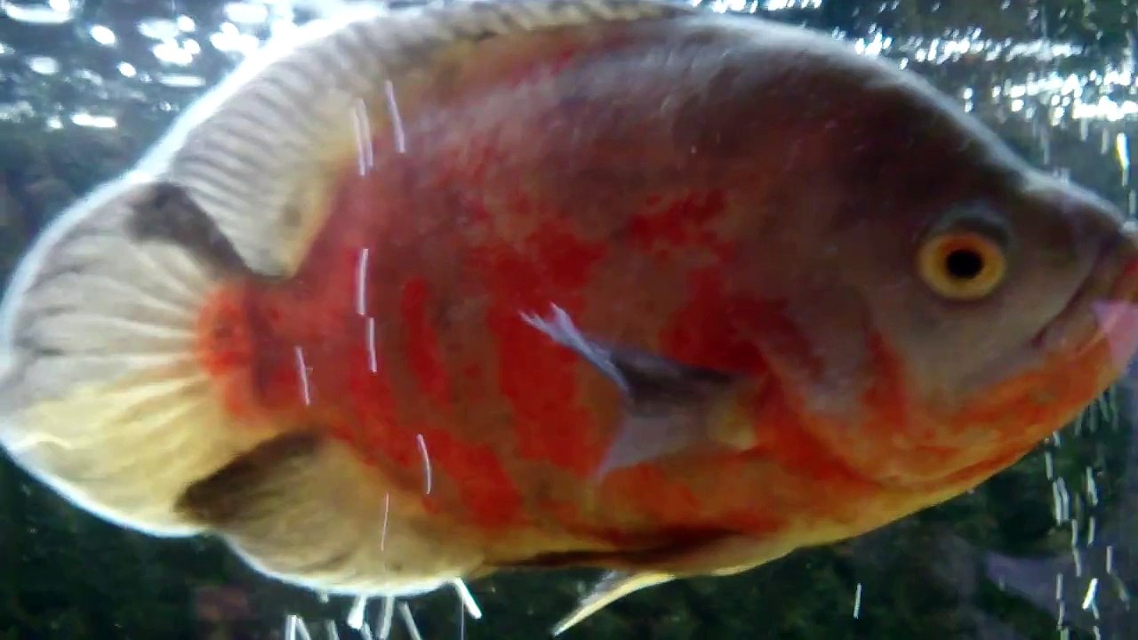 Astronotus ocellatus white orange