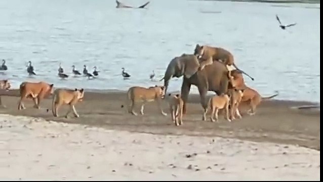 Никогда не сдавайся! Слонёнок против стаи львов