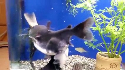 Akvaryumda Yaşanan İnanılmaz Olay..