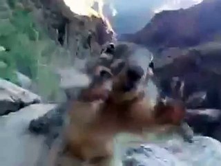 Как хватает белочка  короткие Лучшие видео и смешные приколы  с животными