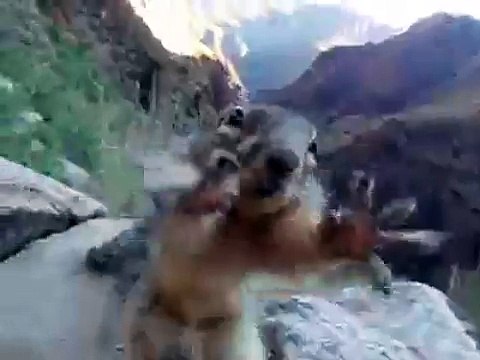 Как хватает белочка Различные короткие видео ролики, приколы и др. @