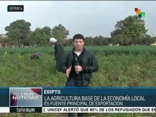 Egipto activa proyecto de distribución de tierras para la agricultura