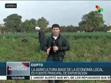 Egipto activa proyecto de distribución de tierras para la agricultura