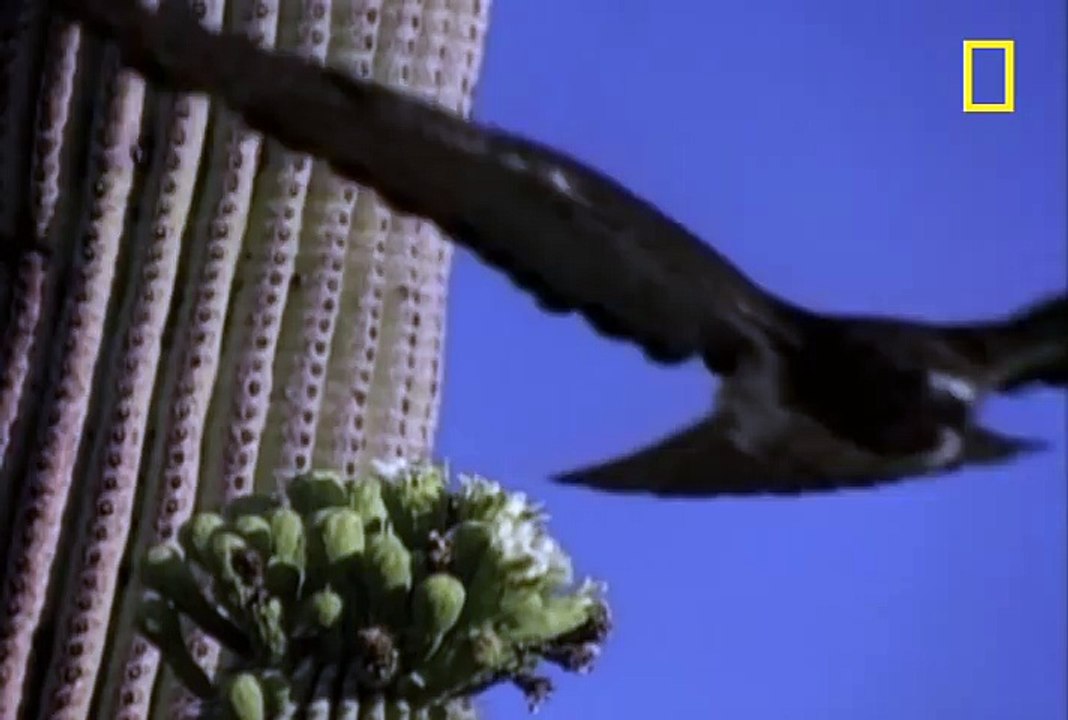Red-Tailed Hawk vs