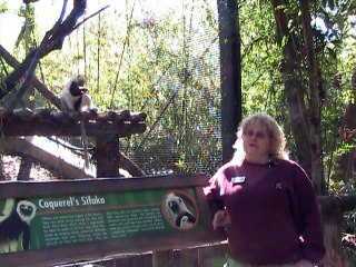 Coquerel's Sifaka newborn