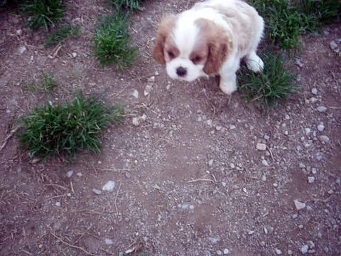 018 Mâle blenheim Liste E LEO HERIANNE X INDIGO