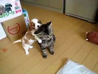 Щенок достает невозмутимого кота