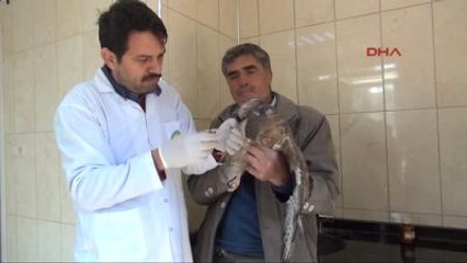 Osmaniye Yaralı Şahinlere Tedavi