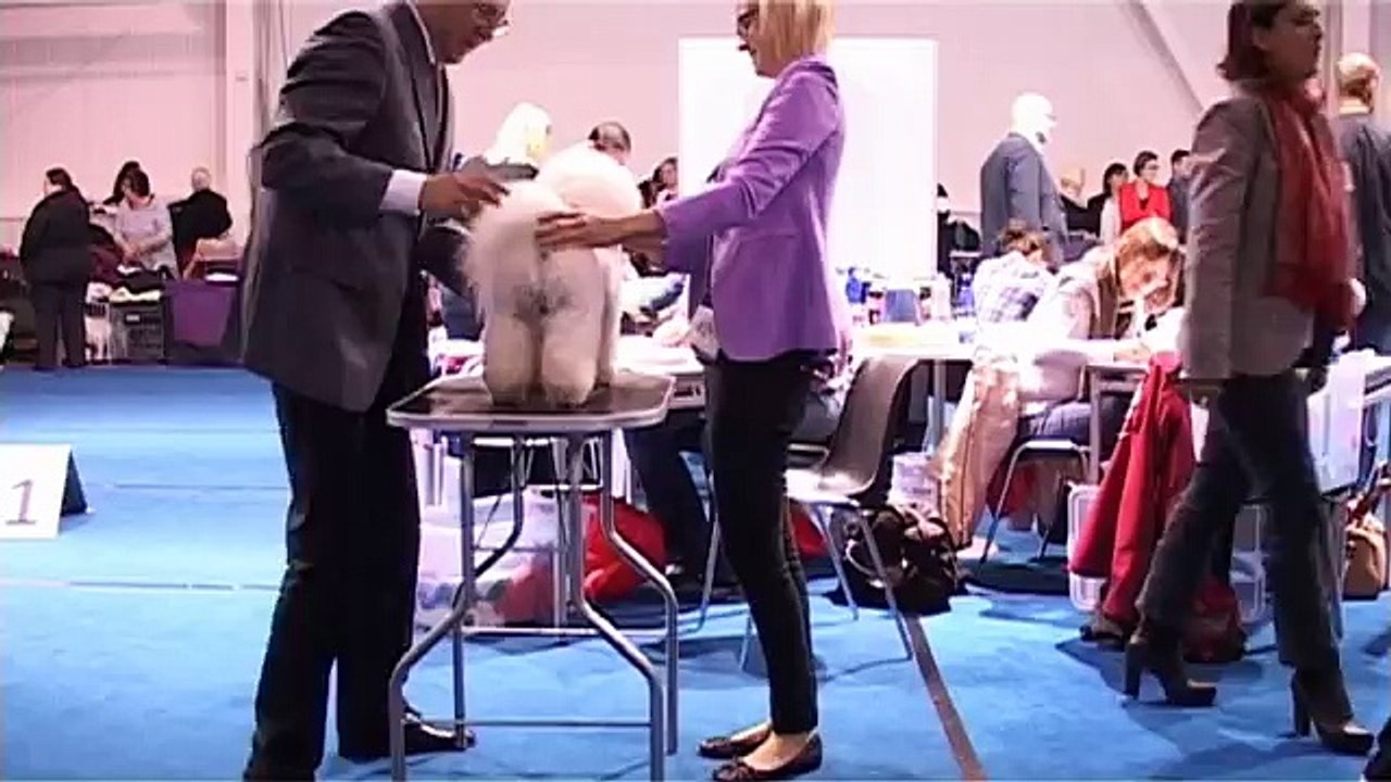 International Dog Show - Tartu  08. 11. 2015 (Ring Bichon Frise)