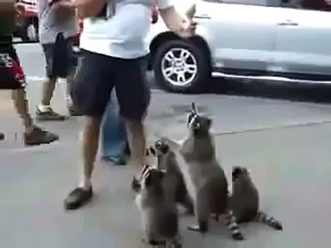 МАМА ЕНОТ С МАЛЫШАМИ ПРОСИТ КУШАТЬ! приколы!!!