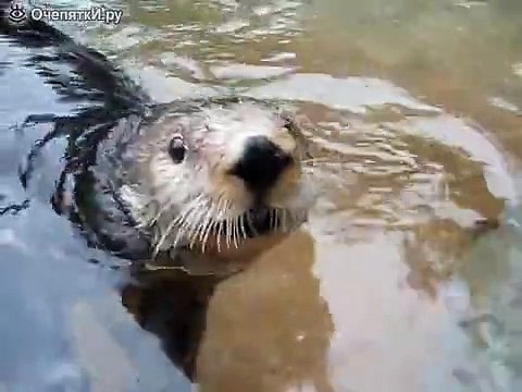 Выдра которая умеет разговаривать)) СУПЕР ВИДОС!