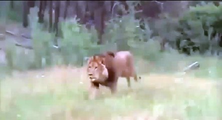 Lion attacks Bear    Bear vs  Lion