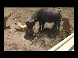 Lion vs Buffalo Dramatic Fighting in Wild Life