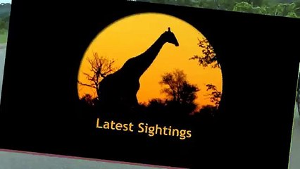 Lion Shows Tourists Why You Must Stay Inside Your Car - Latest Wildlife Sightings