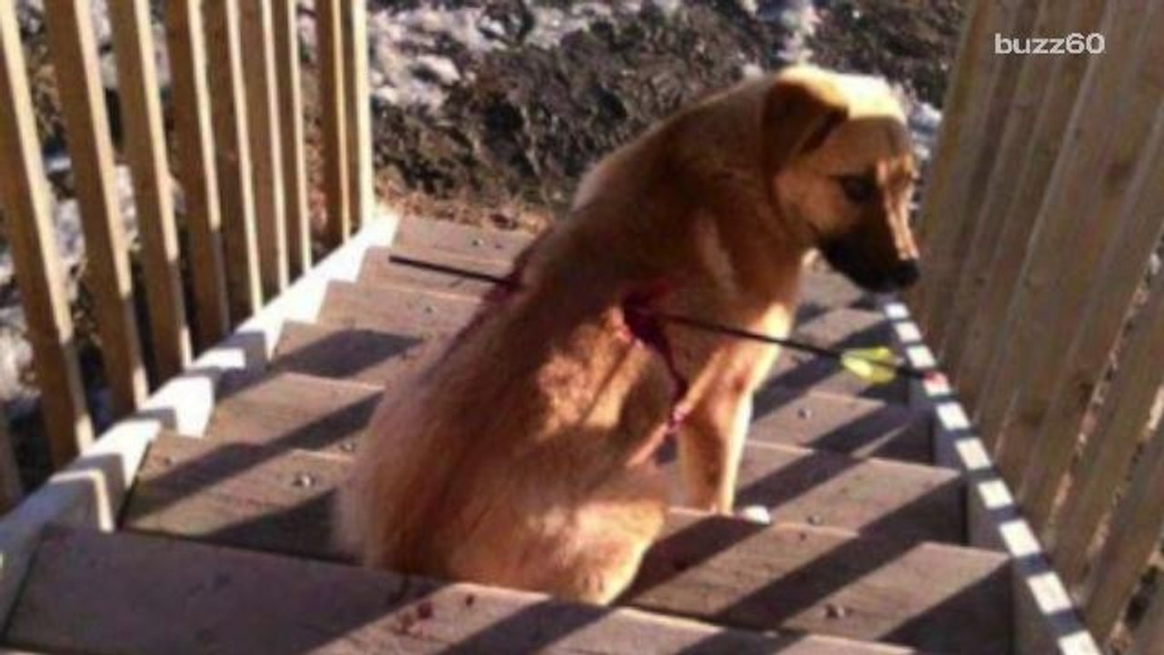 Luckiest dog in the world survives being shot in the back