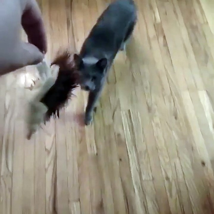 Cat-0 Dog-1