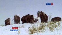 Клонирование вымерших мамонтов - Mammoths cloning