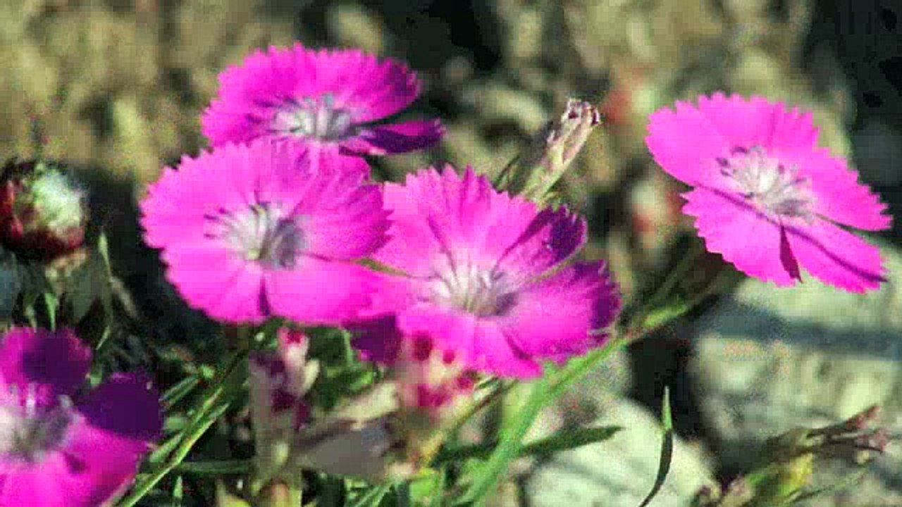 La vallée des merveilles