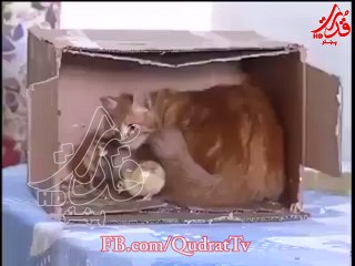 Hallelujah to the Humane Animal Animal better than (EOHR). Mp4