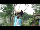 L’incredibile gesto di un Panda che chiede di essere abbracciato per scendere dall’albero!
