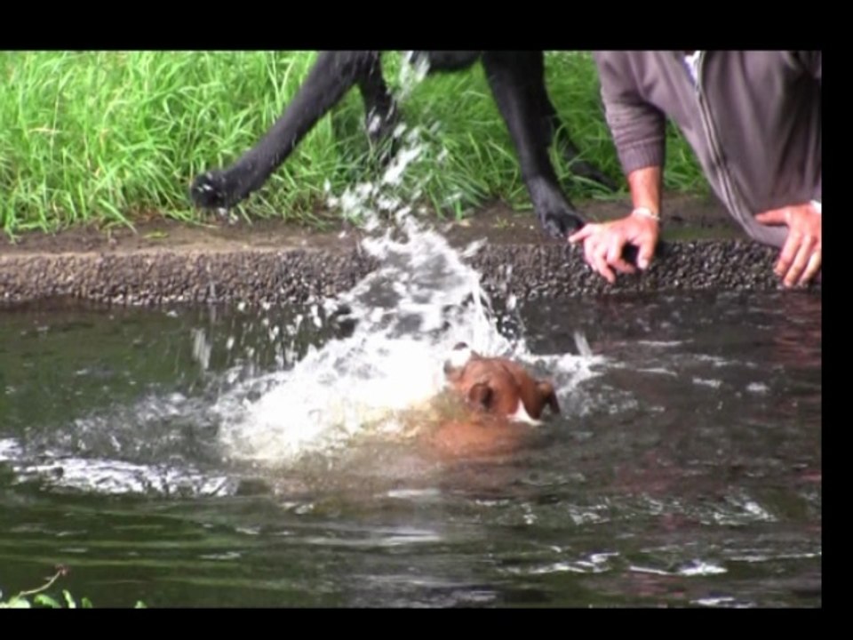 Dramatische Rettung eines Hundes aus dem Wasser,