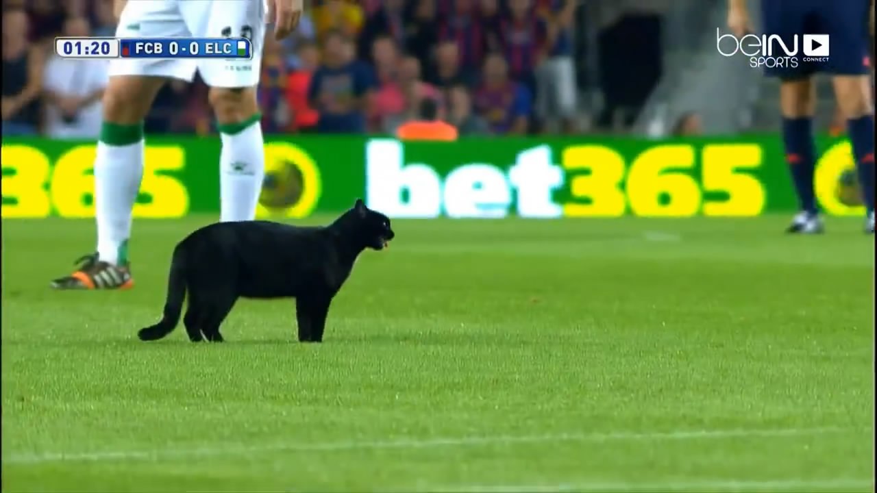 cat attack Brachiola Match what happened