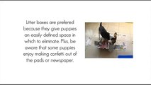 How To Paper Train A Puppy - Tips On Paper Training For Your Puppy