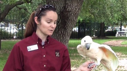 Momo Mimics - Salmon Crested Cockatoo at the Houston Zoo
