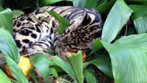 How a Baby Clouded Leopard Carves a Pumpkin