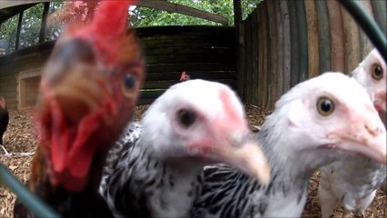 Fiks Fare Highlights, 03/02/2016 - Pjesa 2 - Top Channel Albania