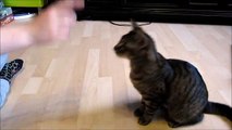 Clickertraining mit Katze : Katzen Sport Liegestüze